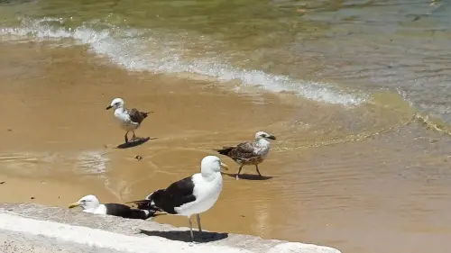 Gaivotas na beira da praia