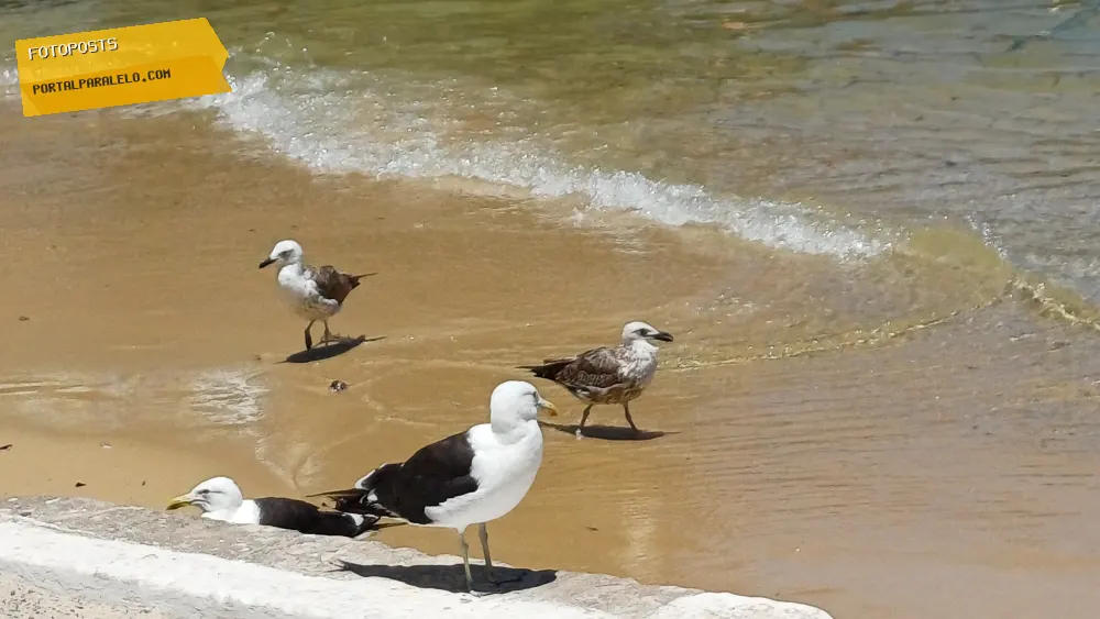 Gaivotas na beira da praia