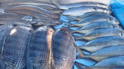 Peixes Frescos