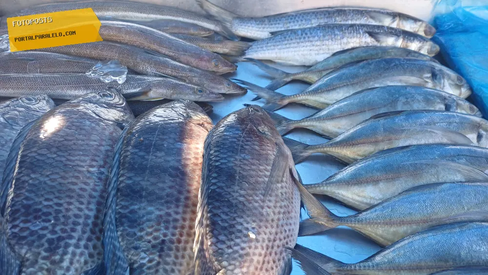 Peixes Frescos
