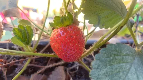 Morango na morangueira