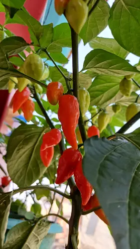 Pimenta dedo de moça