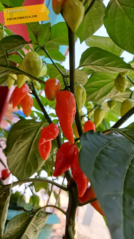 Pimenta dedo de moça