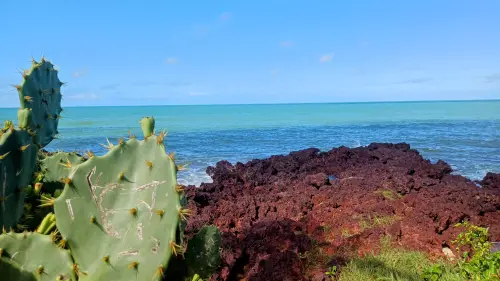 Cactus na praia