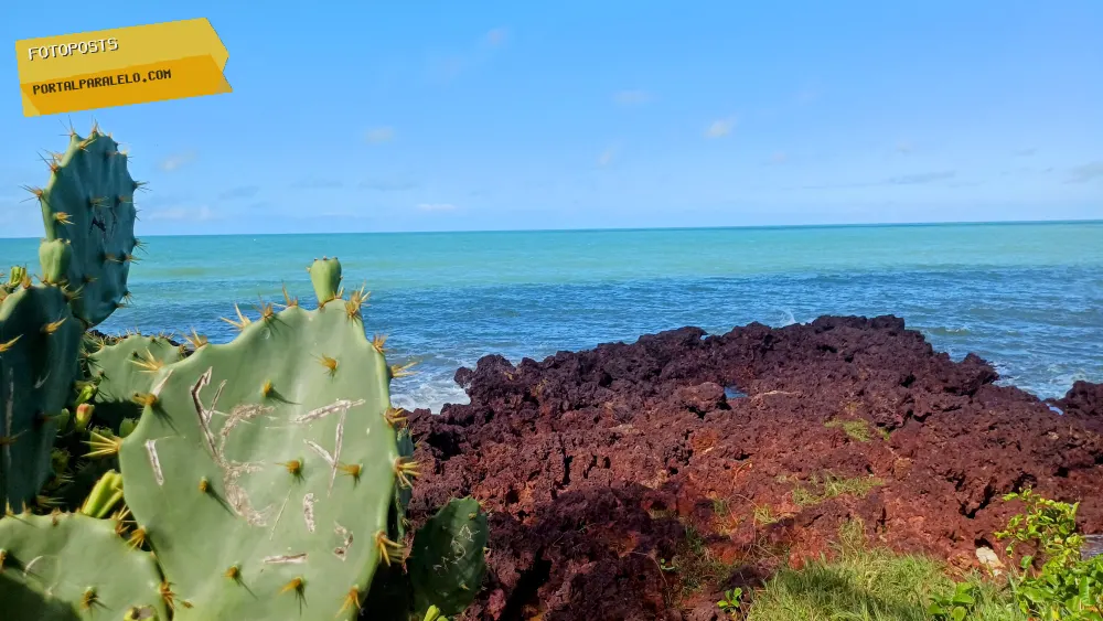 Cactus na praia