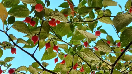 Pimenta Biquinho