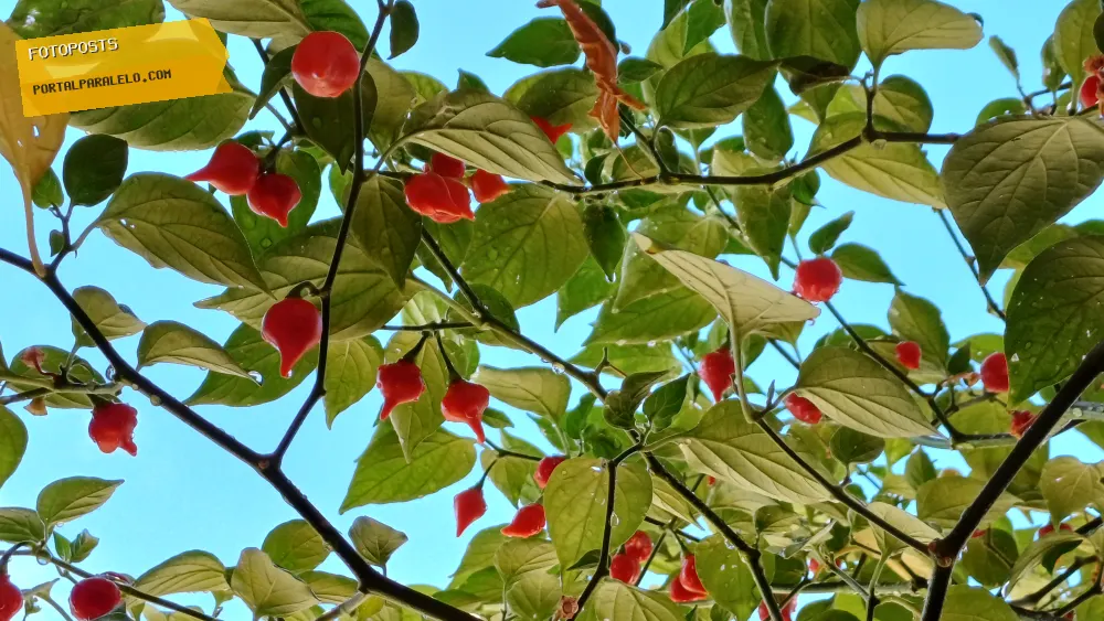Pimenta Biquinho